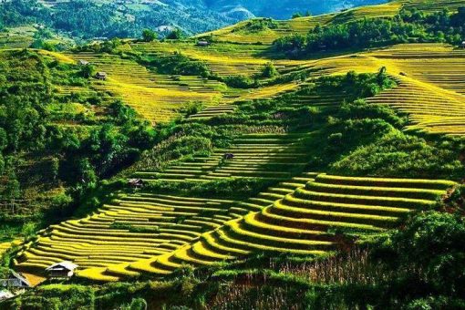 Lan's Mu Cang Chai - Golden terrace field 3 nights 2 days
