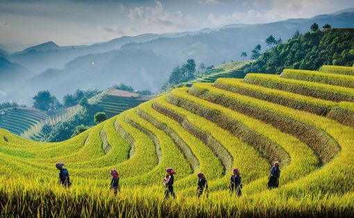 Lan's Mu Cang Chai - Golden Terrace Field 2 nights 1 day