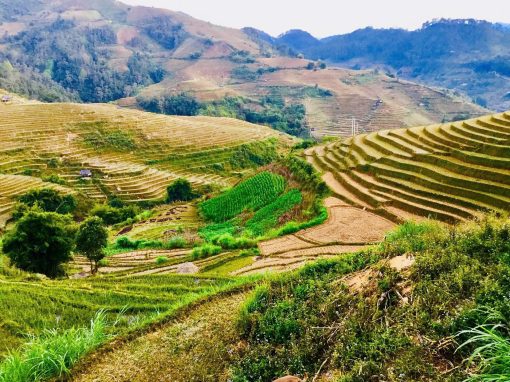 Lan's Mu Cang Chai - Golden Terrace Field 2 nights 1 day