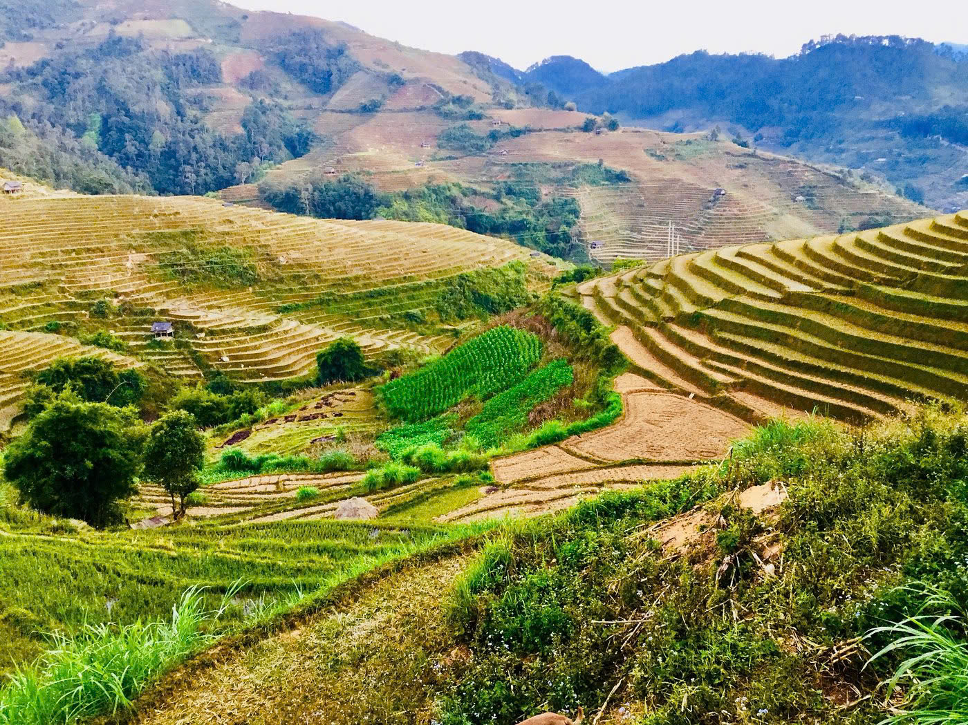 Lan's Mu Cang Chai - Golden Terrace Field 2 nights 1 day