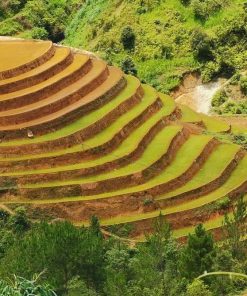 Mù Căng Chải Tour (2N3Đ) - Image 6