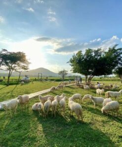 Tour Đồng Cừu – Hang Rái – Vườn Nho – Vĩnh Hy (1N) - Image 1