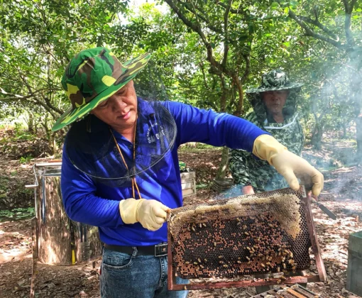 Tour Liên Tuyến: Địa Đạo Củ Chi - Mỹ Tho - Bến Tre (1N)