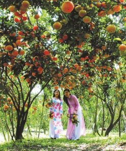 Tour Mekong Full Day (Small Group) - Image 1