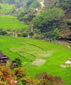 Tour Mỹ Tho - Bến Tre: Sông Nước Miền Tây (1N) - Image 2