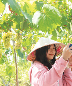 Tour Nha Trang - Checkin Vườn Nho - Image 2