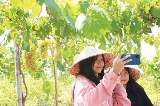 Tour Nha Trang - Checkin Vườn Nho