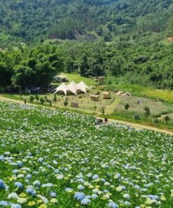 Tour The Florest Hoa Trong Rừng – Chùa Linh Ẩn – Cafe Thúy Thuận - Image 4