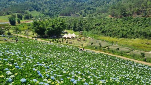 Tour The Florest Hoa Trong Rừng – Chùa Linh Ẩn – Cafe Thúy Thuận