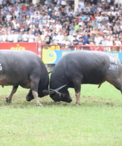 Tour Giao Lưu Văn Hóa Cồng Chiêng Tây Nguyên - Image 3