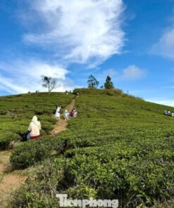 Tour Săn Mây Đà Lạt – Bình Minh Trên Cầu Đất - Image 4