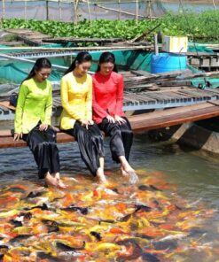 Tour Liên Tuyến: Mỹ Tho - Bến Tre - Châu Đốc - Cần Thơ - Tây Ninh (4N3Đ) - Image 7