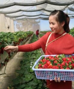 Tour Săn Mây Đà Lạt – Bình Minh Trên Cầu Đất - Image 2