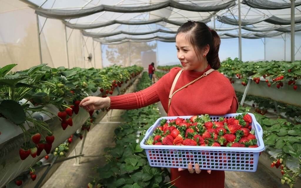 Tour Săn Mây Đà Lạt – Bình Minh Trên Cầu Đất