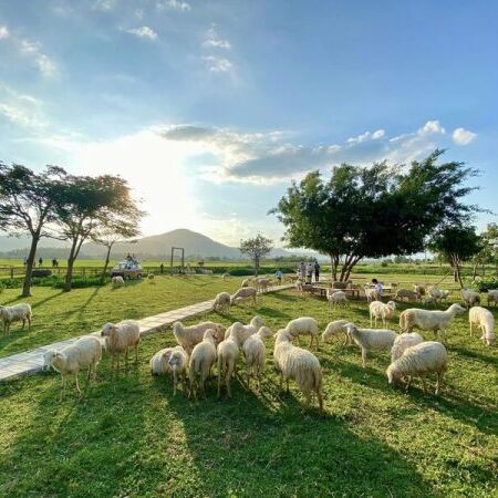 Sheep Farm – Rai Cave – Vineyard – Vinh Hy Tour (1 Day)